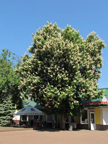 Каштан