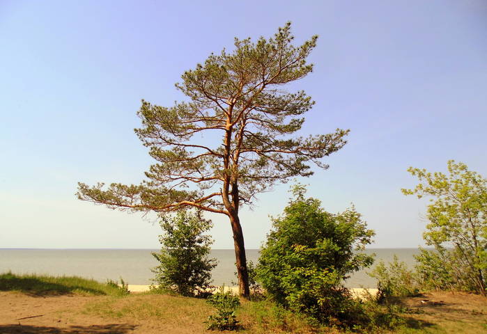 Одинокая сосна на берегу.