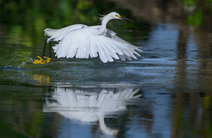 Snowy egret
