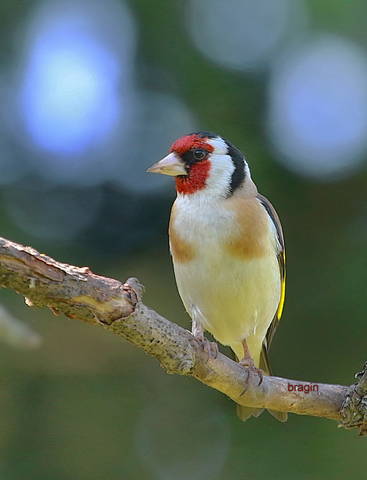 Щегол (  лат .Carduelis )