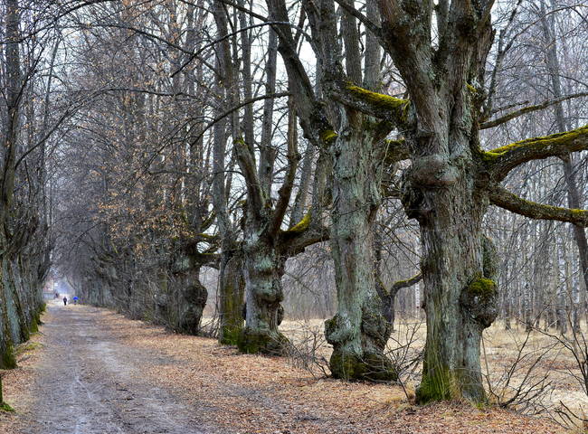 В парке весеннем......