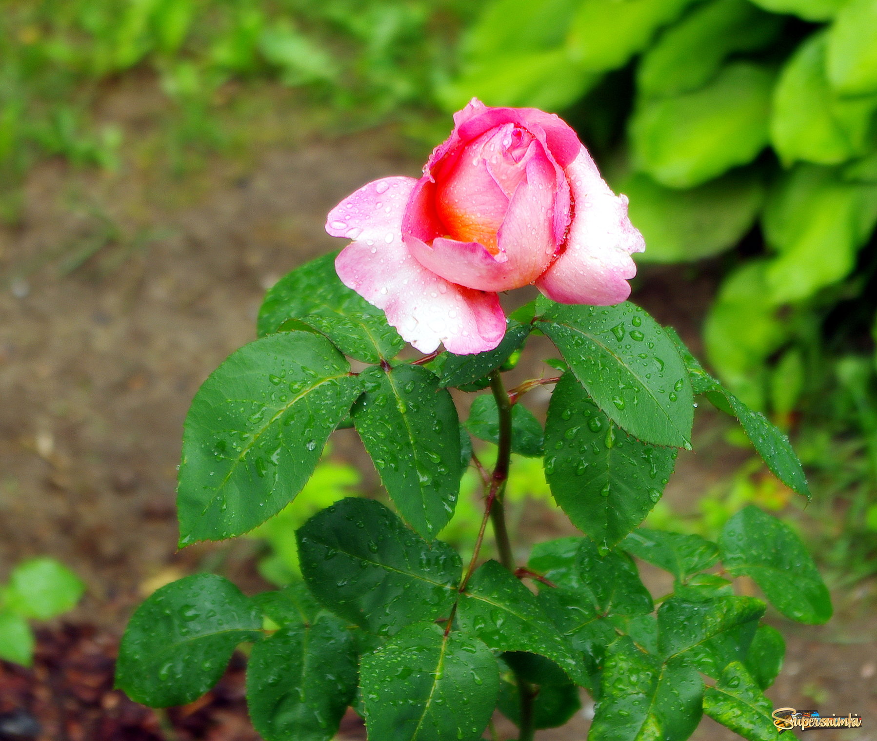 Бутон розы с каплями дождя.