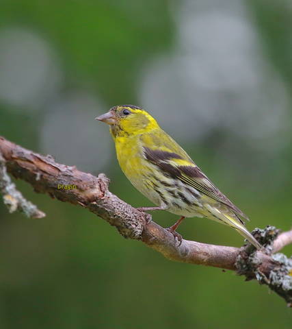 Чиж  ( лат. Carduelis spinus  )