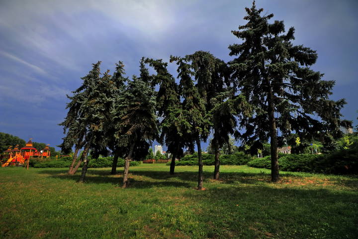  Ели  в танце.