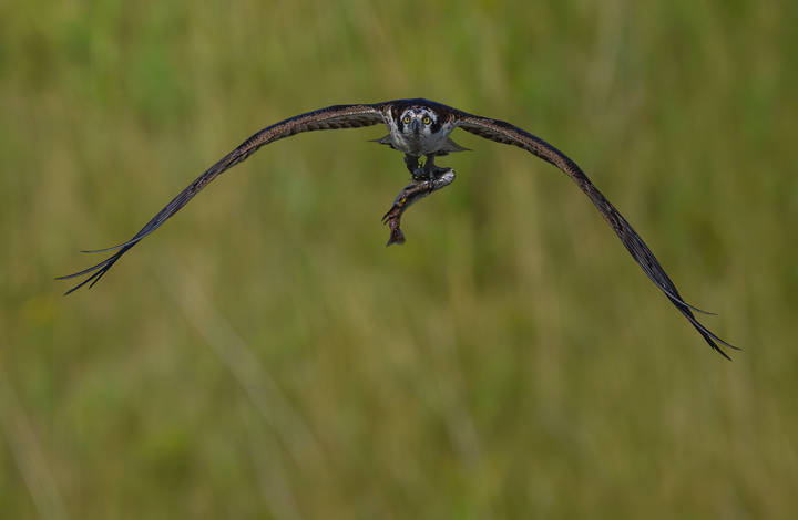 Osprey (m)
