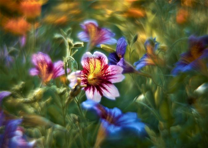 Salpiglossis