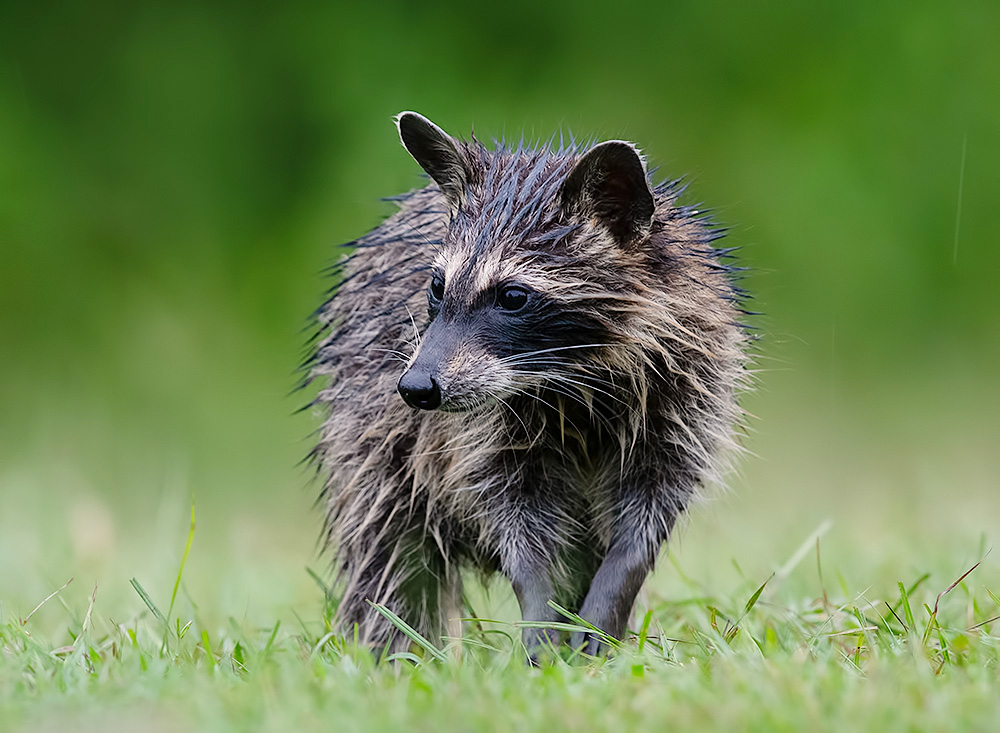 Young Raccoon. Енот-полоскун- малыш