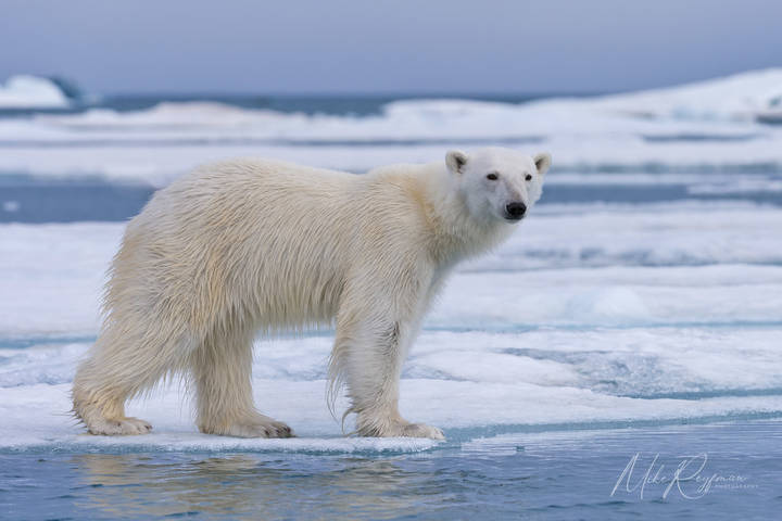Using Various Focal Lengths in Arctic Wildlife and landscape Photography 