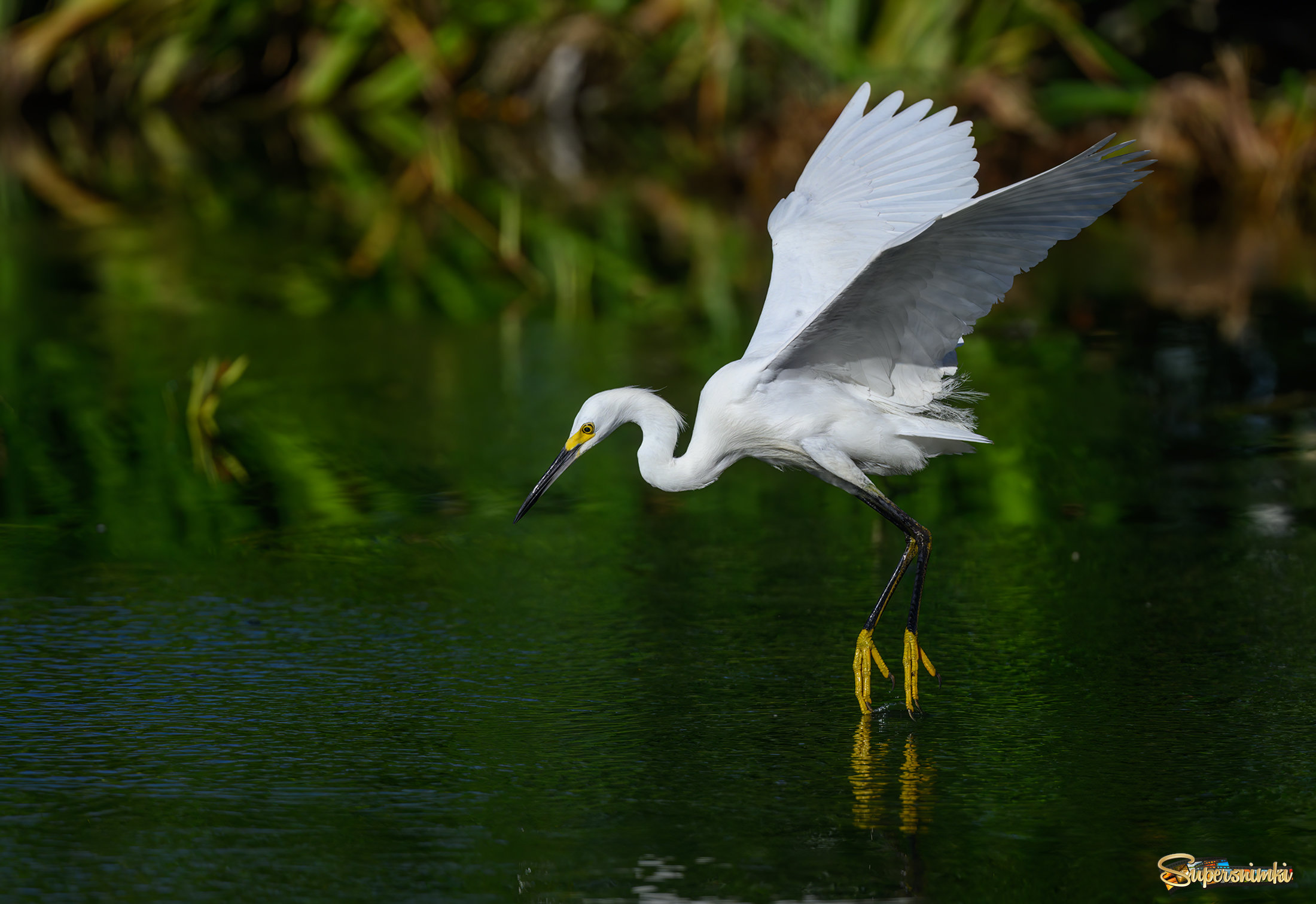 Snowy egret (sequence)