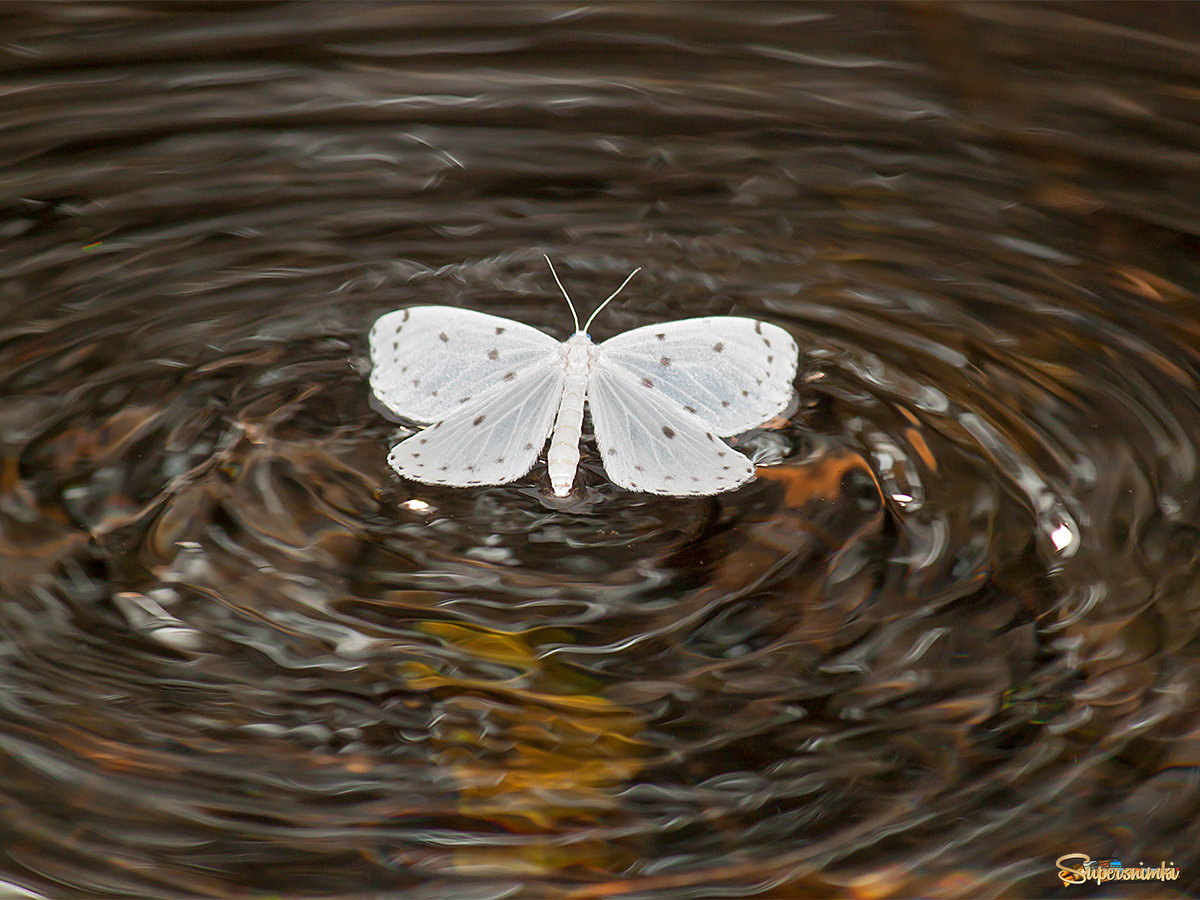 Бабочка,умеющая взлетать с воды