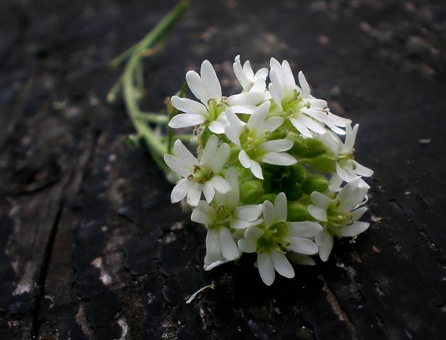 Серия "Цветомания"