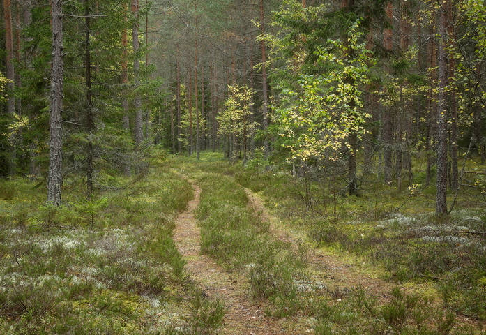 дорожка