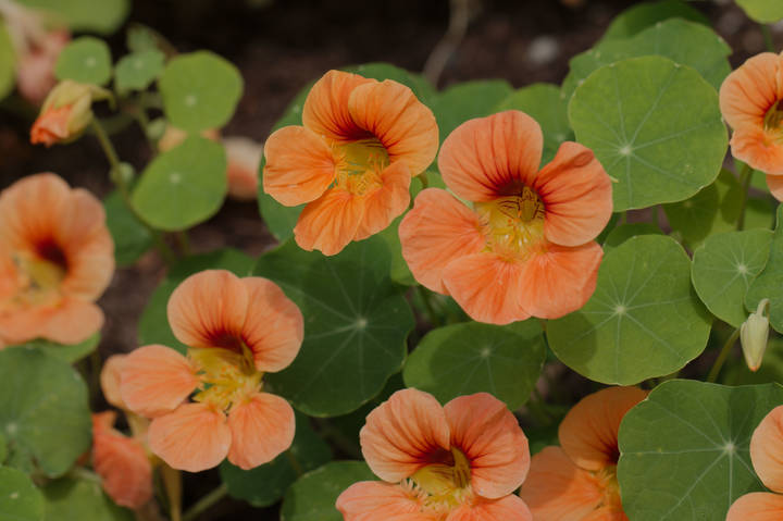Настурции