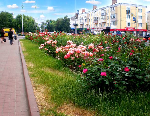 Розы
