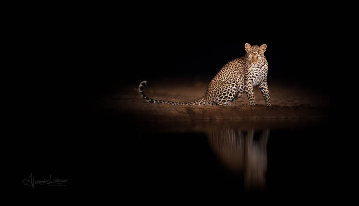 Night Hunter...