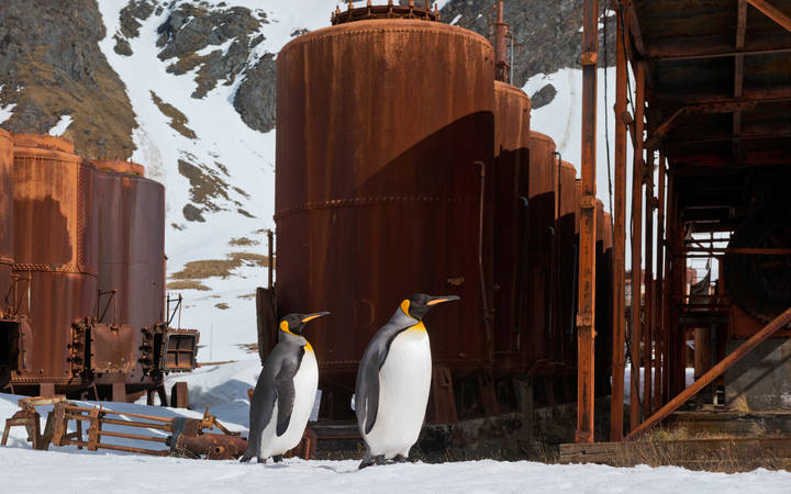 Penguins exploring remains of Grytviken whaling station