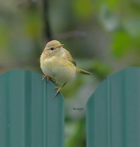 Садовая славка (Garden Warbler )