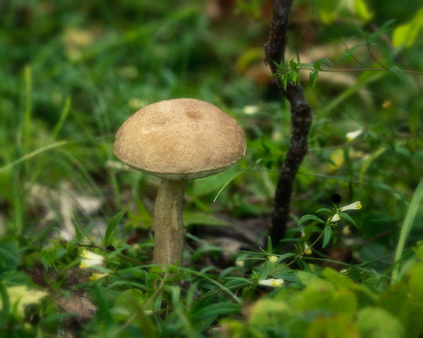 грибок