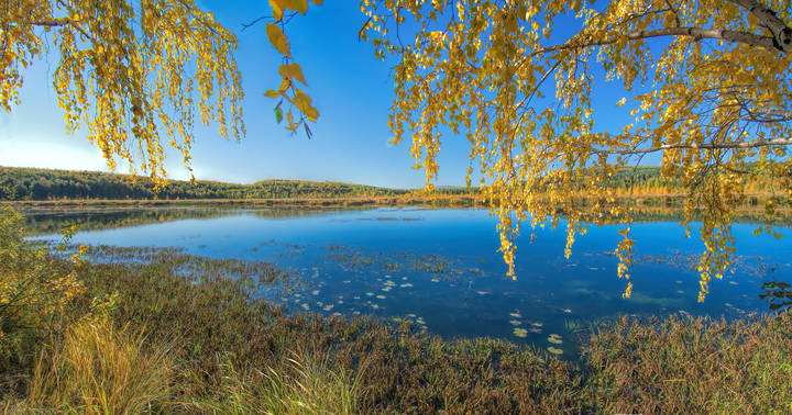 Желтая осень
