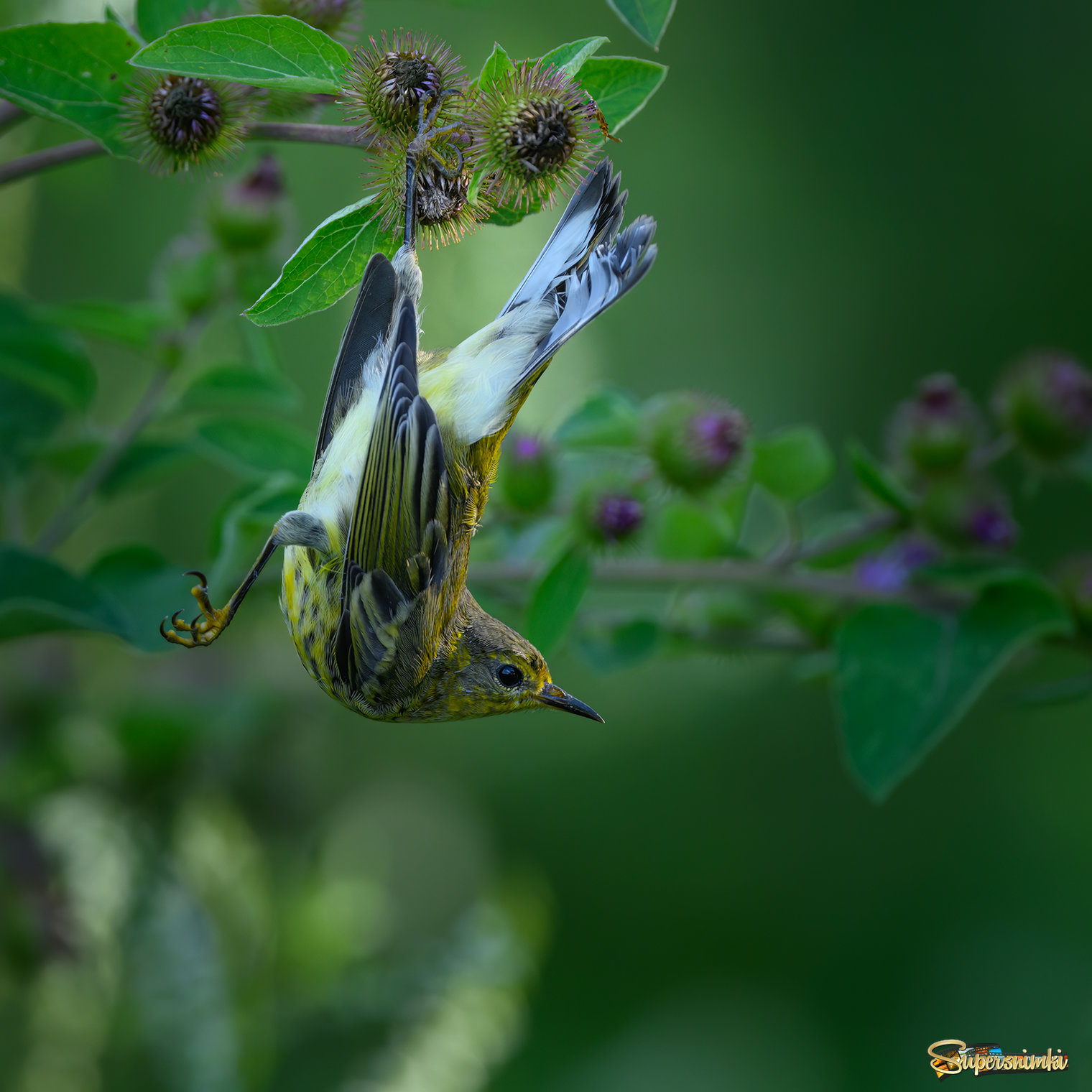 Cape May warbler (immature)