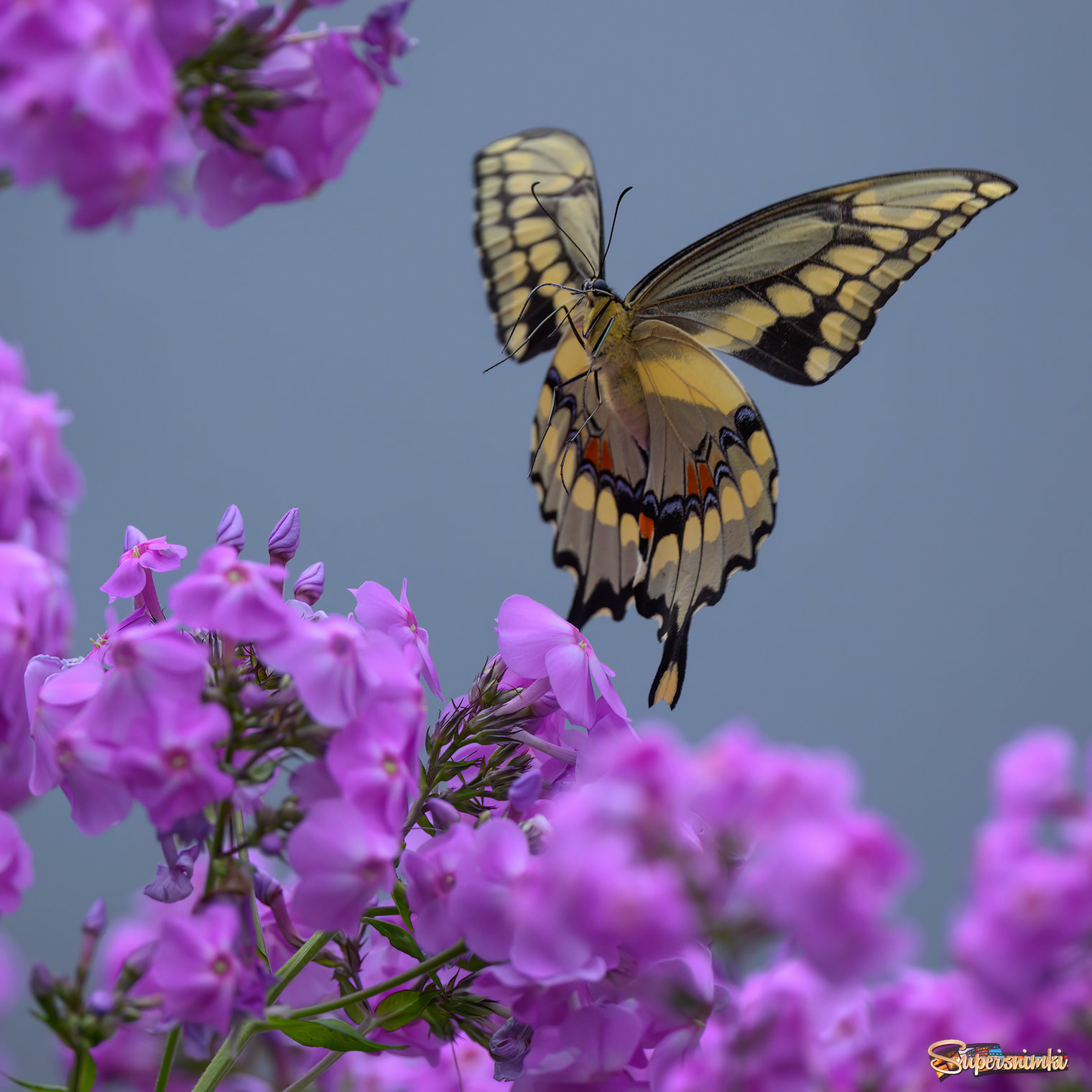  Giant Swallowtail butterfly