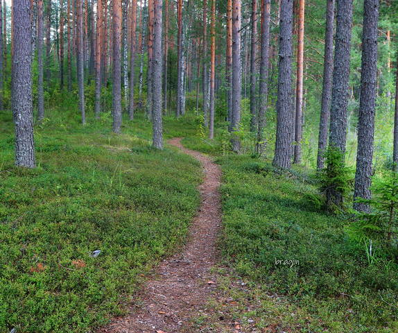  лесная тропа