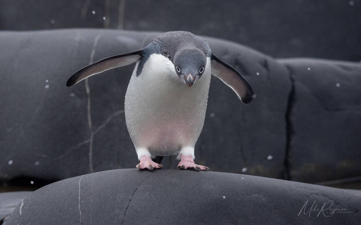 Adélie Penguins, Antarctica