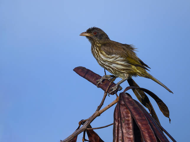 Palmchat