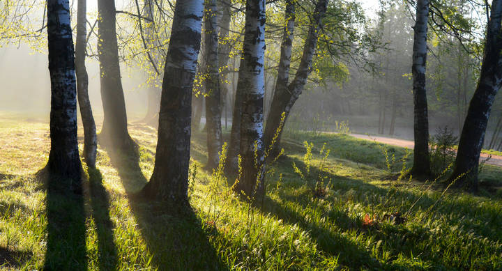 В утреннем свете.......
