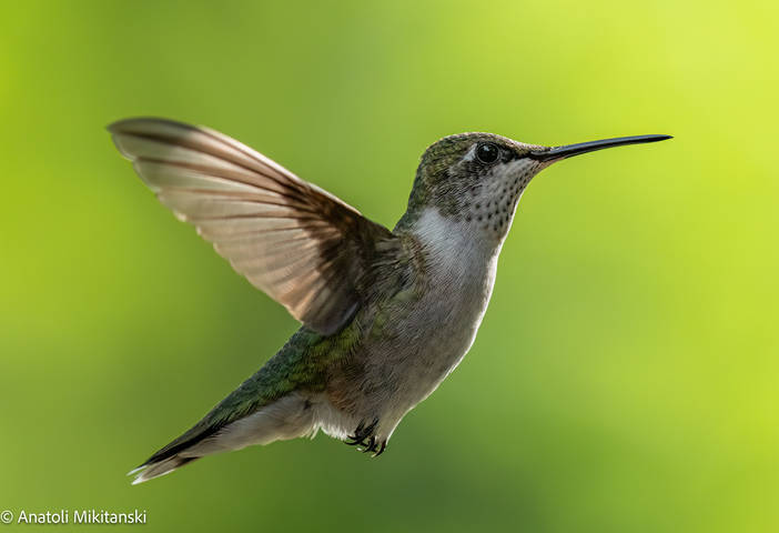 Hummingbird