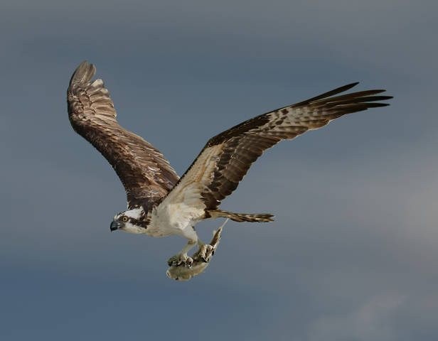 Osprey