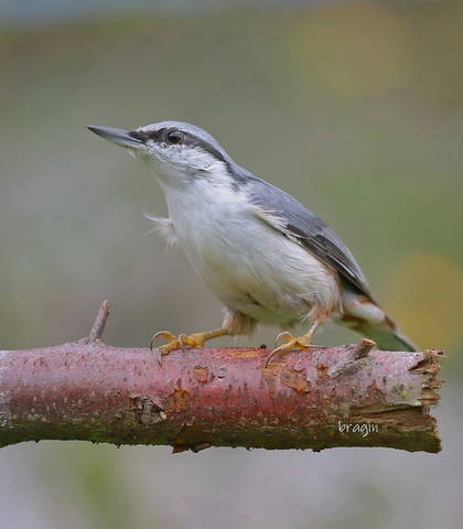 Поползень ( Sitta europaea )