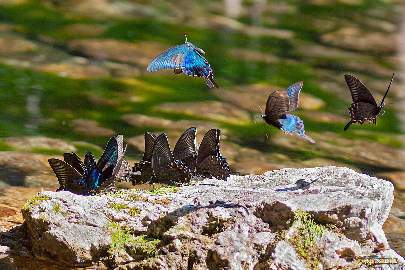 Остров бабочек в таежном ручье.