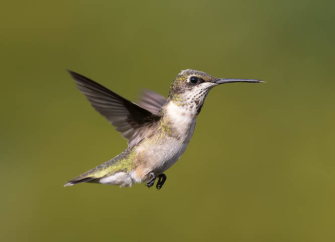 Рубиновогорлый Колибри - Female. Ruby-throated Hummingbird
