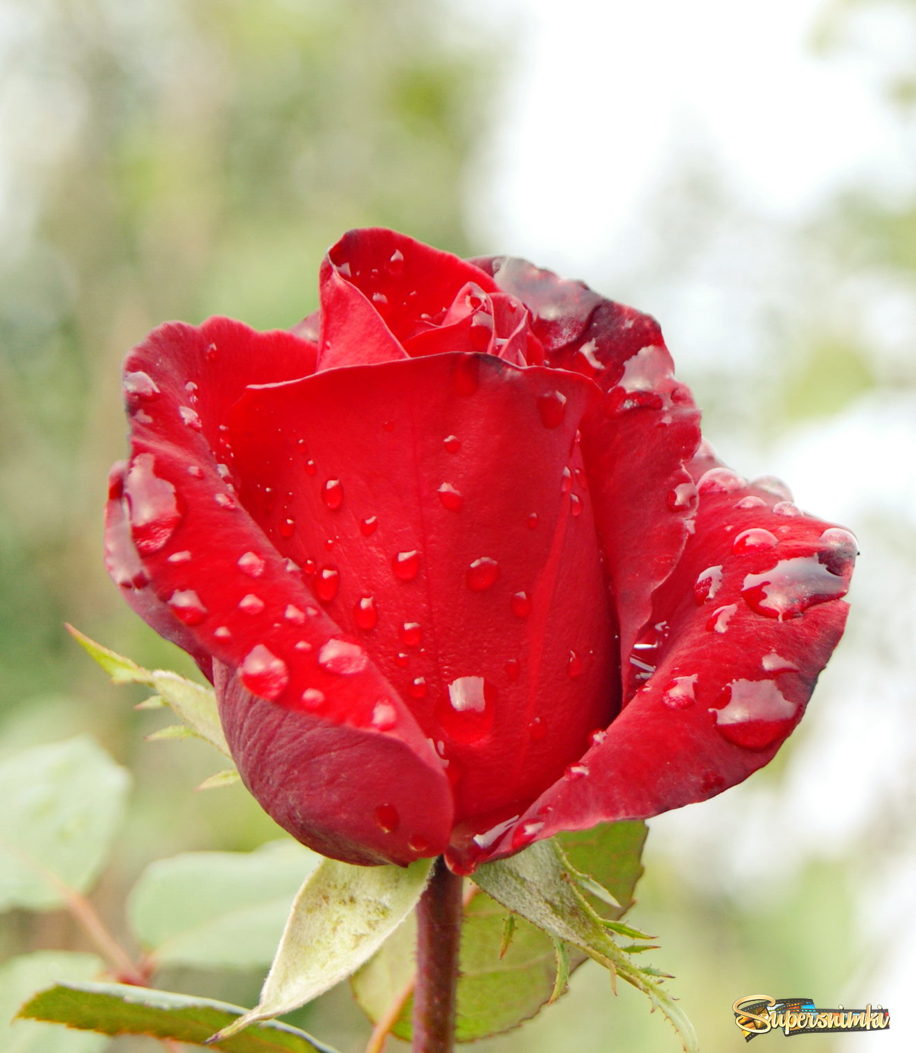Капли дождя на лепестках розы.