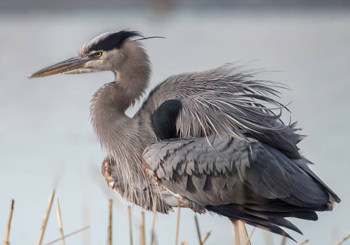 Great Blue  Heron