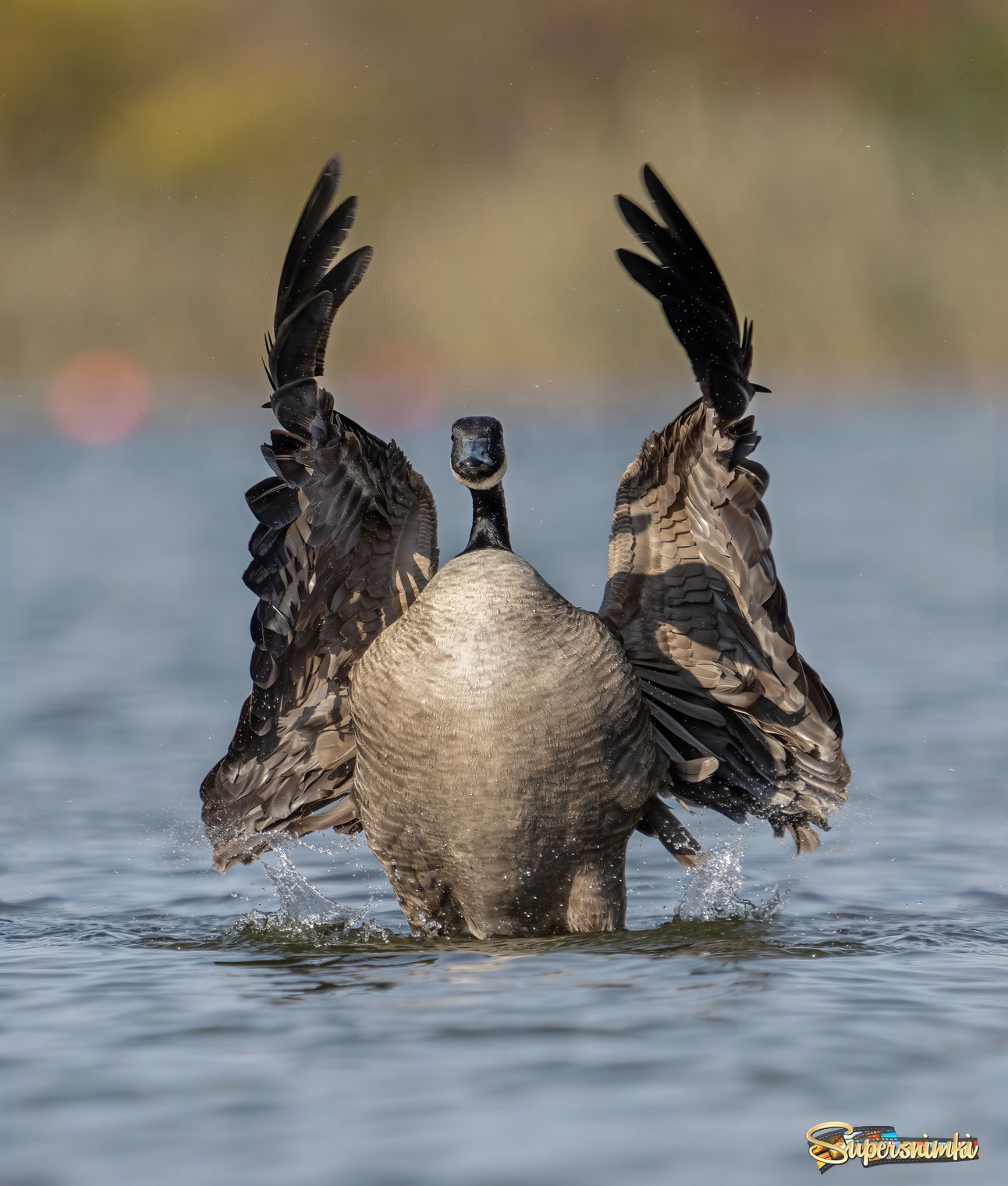 Dancing Goose