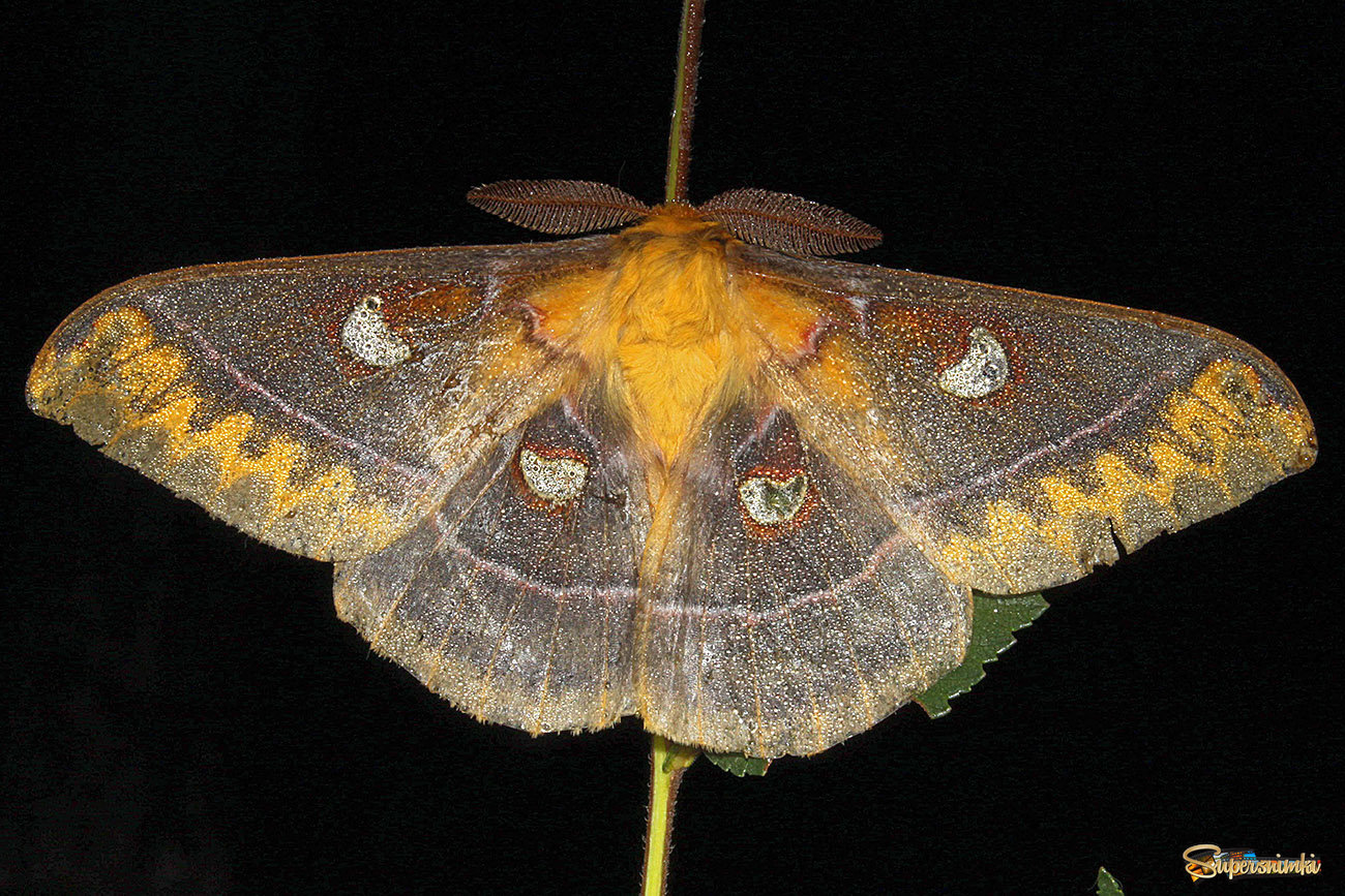 Ночная бабочка павлиноглазка Янковского в утренней росе.