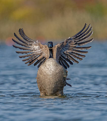 Dancing Goose