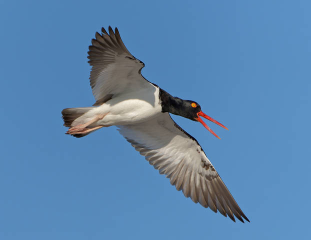 Flying Oystercatcher