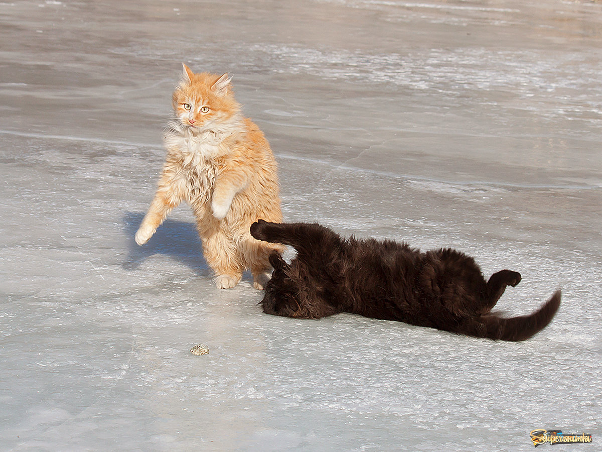 Рыжик: "Гуляю себе по льду,никого не трогаю..." 