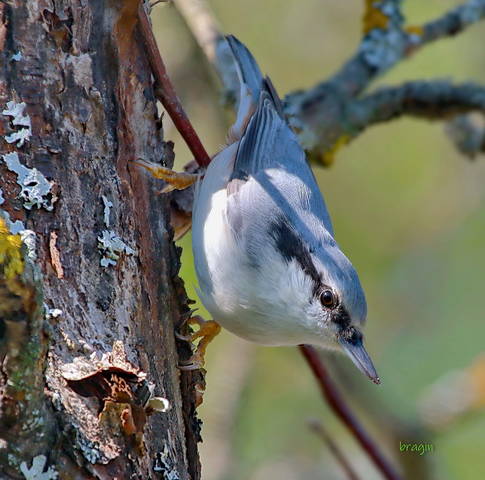 Поползень ( Sitta europaea )
