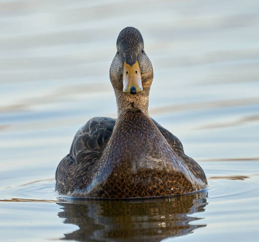American Black Duck
