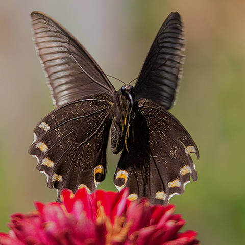 Портрет парусника Маака в полный рост.