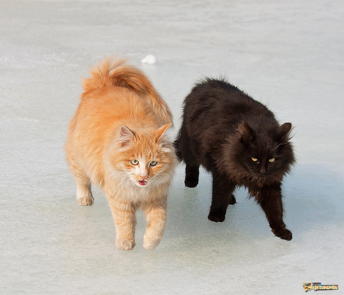 Рыжик и Черныш идут на разборки к соседскому коту... )