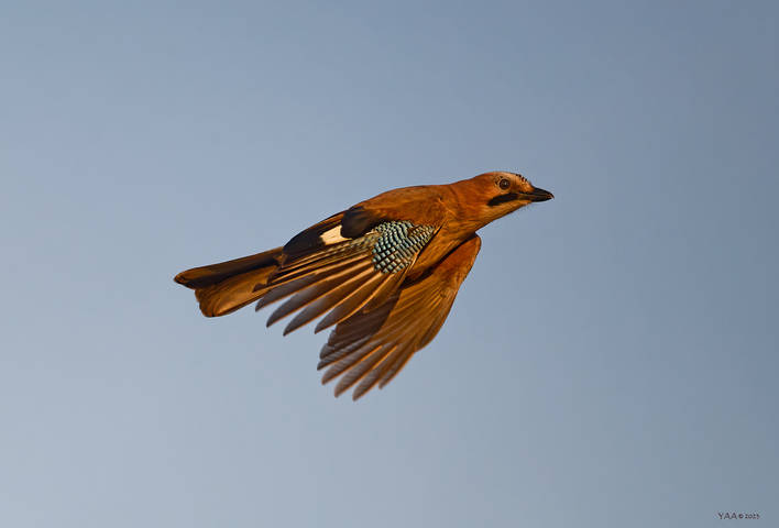 Сойка сентябрьская, предзакатная. 6 часов назад). (Garrulus glandarius)
