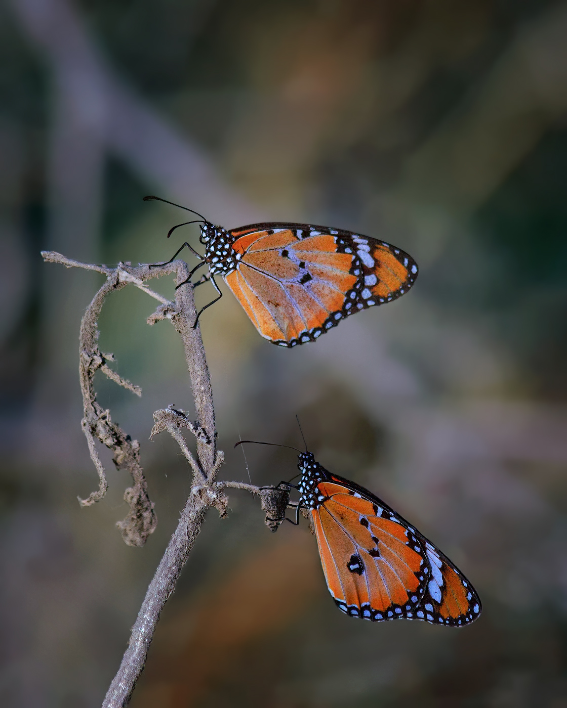 Осенние бабочки