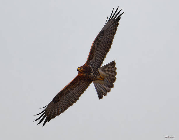 Местный надзиратель... (Канюк, Buteo buteo)