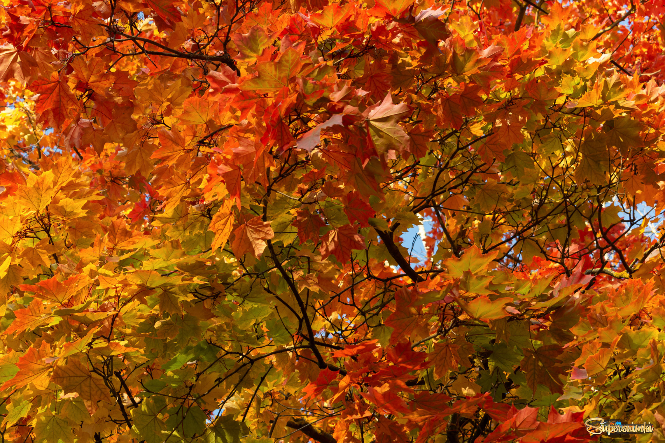 Ликует Осень в ярких красках клёна!
