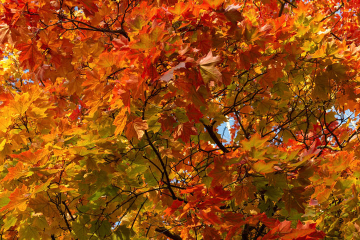 Ликует Осень в ярких красках клёна!